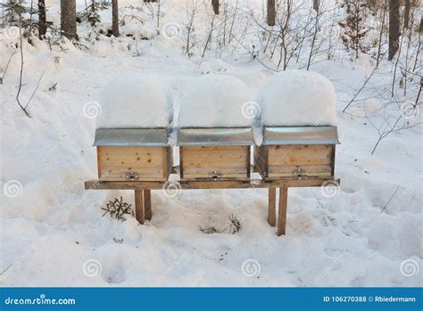 Bee Hives In Winter Stock Photo Image Of Zander Winter 106270388