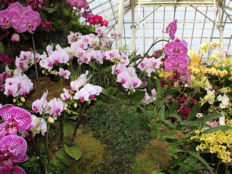 New York Botanical Garden’s 20th Orchid Show is Underway | Don's Reports and Reflections