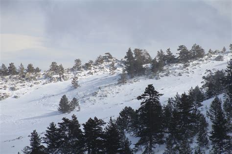 Fotos gratis árbol montaña nieve invierno cordillera clima