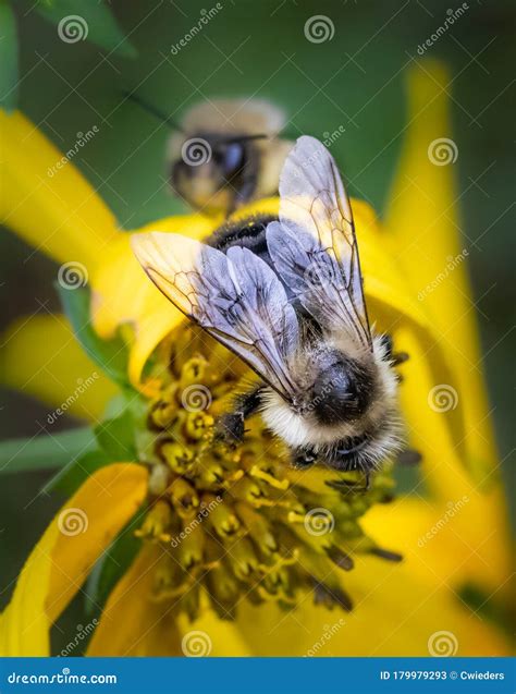 A Lovely Portrait of a Bumblebee on a Yellow Daisy Stock Image - Image