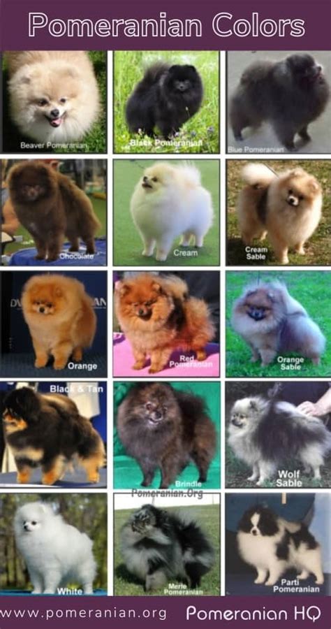 Pomeranian Colors