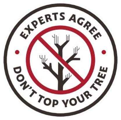 Experts Agree Don T Top Your Tree Trees Virginia In Charlottesville VA