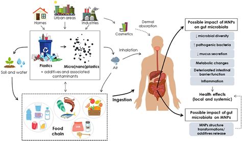 How Micro Nano Plastics Interact With Human Gut Microbiota Earth News