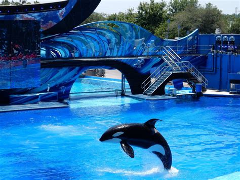 Seaworld Orlando Tickets Discount Tickets To Seaworld Tripster