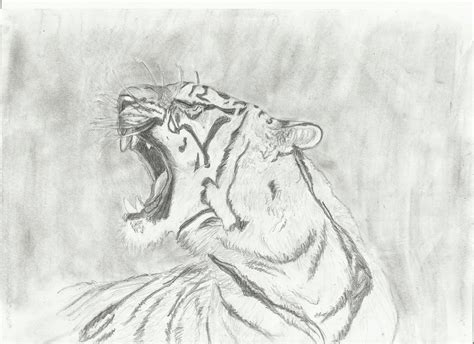 Tiger Roaring Sketch At PaintingValley Explore Collection Of