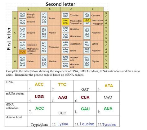 Complete The Table Below Showing The Sequences Of DNA MRNA Codons