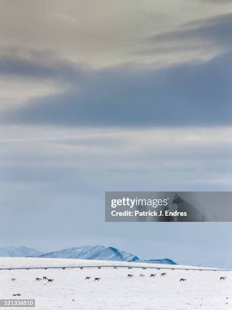 136 Alaska Caribou Herd Stock Photos, High-Res Pictures, and Images ...