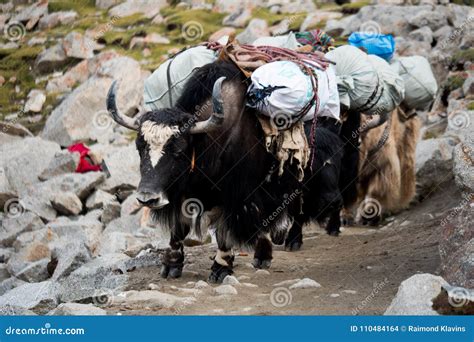 yak himalayas mountain tibet editorial stock image image  buddhism