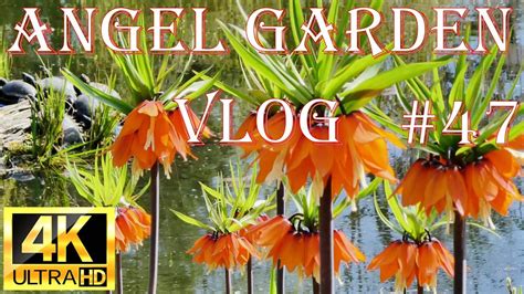 047 Angel Garden Vlog Beautiful Flower Garden 4k Hdr Video To Senses Of Meditation And