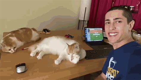 Cats Cats Discover Share Gifs