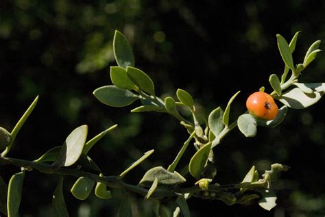 Ruscus Hypophyllum