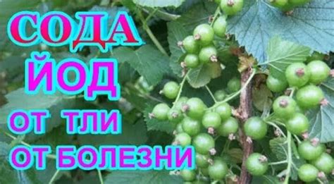 Видео СОДА Кальцинированная + ЙОД = Супер Средство от ТЛИ, серой гнили ...