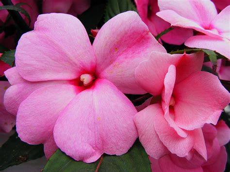 Бальзамин (50 фото): Сорта, посадка, уход, размножение [2019]