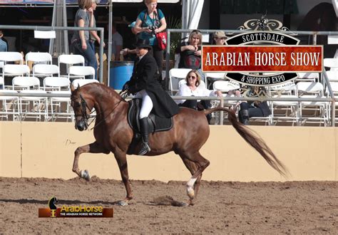 2014 Scottsdale Arabian Horse Show :: Arabian Horses, Stallions, Farms ...