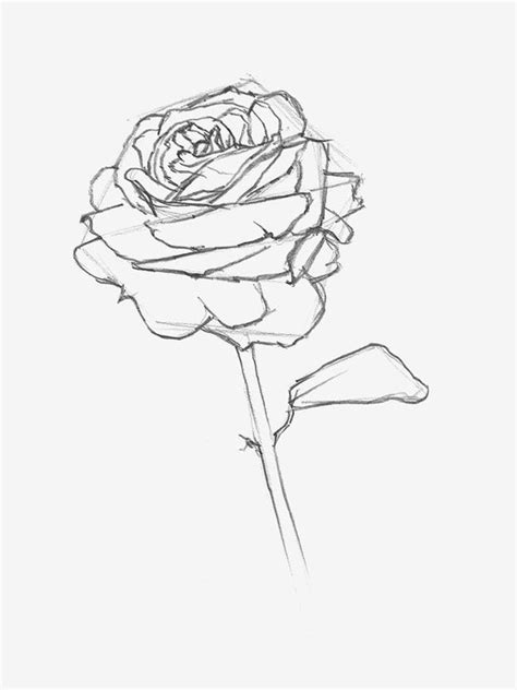 How To Draw A Rose Simple And Realistic