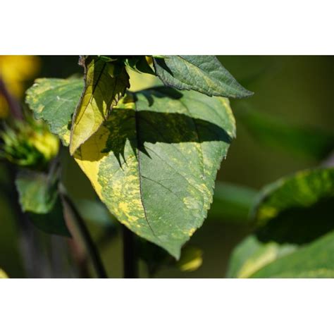 Helianthus Annuus Panach Tournesol Feuilles Panach Es Graines