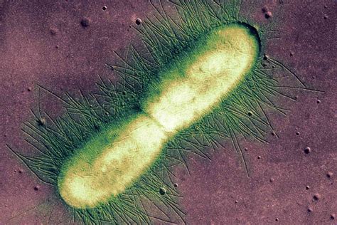 ¿cómo Se Reproducen Las Bacterias