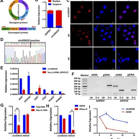 Subcellular Localization Expression Levels And Biological Properties