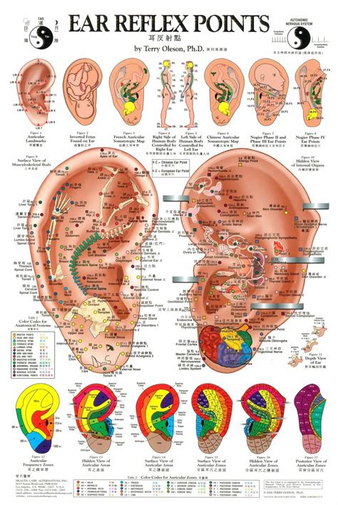 Printable Full Body Acupressure Points Chart Pdf