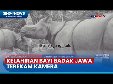 Ft Badak Jawa Kembali Lahir Di Ujung Kulon Populasi Bertambah Jadi