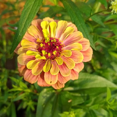 Zinnia Elegans Queen Lime Red Queen Series Zinnia Queen Lime Red