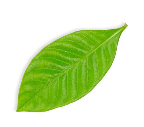 Green Leaf Isolated On The White Background Stock Image Image Of