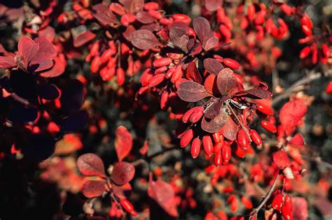 How To Grow And Care For Barberry Shrubs Make House Cool