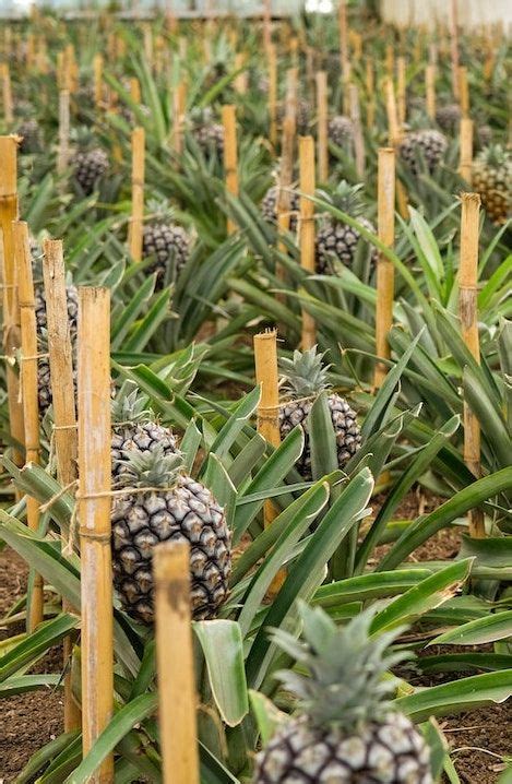 How To Grow Pineapples At Home The Tender Gardener In Grow