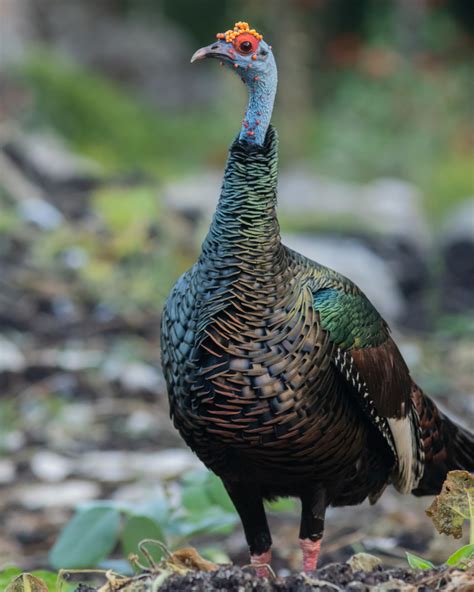 Pavo O Guajolote Ocelado Desde Unnamed Road Akumal Q R M Xico