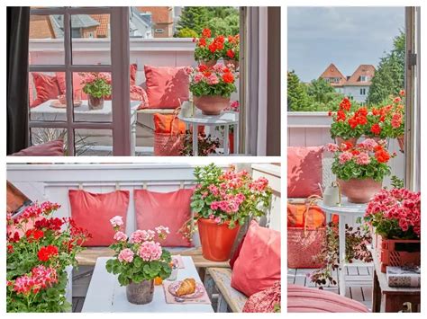 Jak zaaranżować balkon z pelargoniami Zielony Ogródek