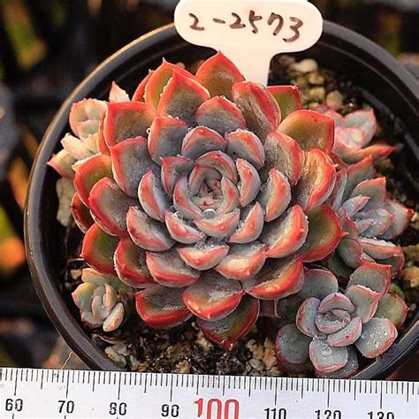 Special Just Cart Presale Echeveria Orion Hybrid Cedar Creek