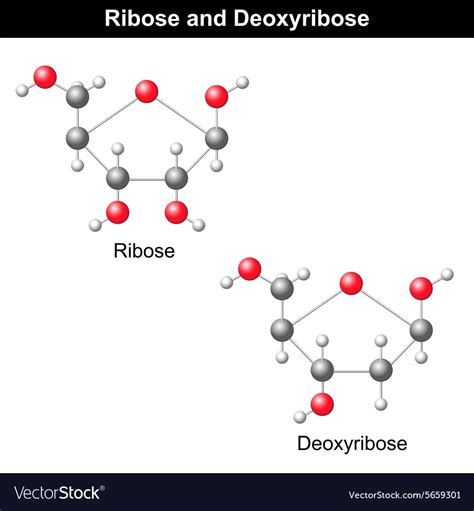 Ribose And Deoxyribose Royalty Free Vector Image, 50% OFF