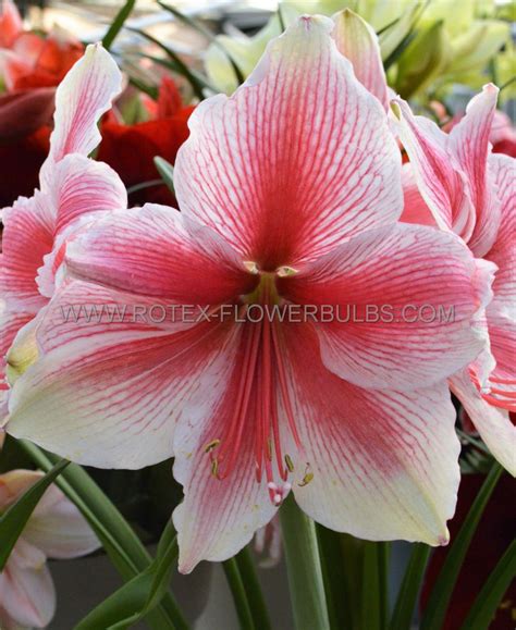 HIPPEASTRUM AMARYLLIS UNIQUE LARGE FLOWERING PINK BEAUTY 34 36 CM