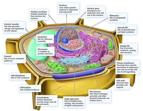 Do Plant Cells Have A Cytoskeleton - percivaljerde