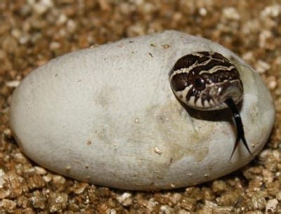 Hognose snake hatching | Snake, Hognose snake, Eggs