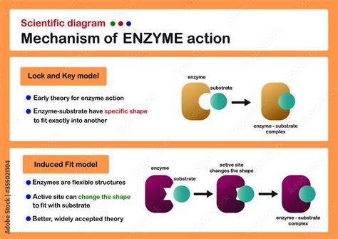 scientific diagram show mechanism  enzyme action stock vector adobe