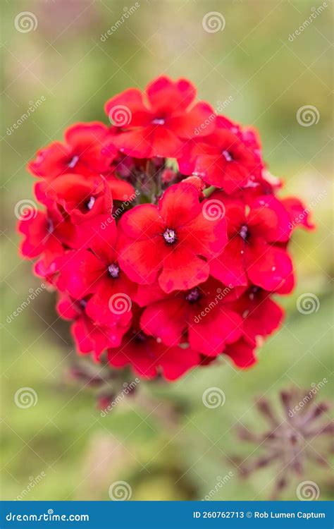 Rose Mock Vervain Verbena Canadensis Homestead Red Showy Red Flowers Stock Image Image Of