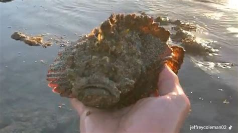 Follia in Australia raccoglie a mani nude un pesce pietra per fare un video su TikTok è il più