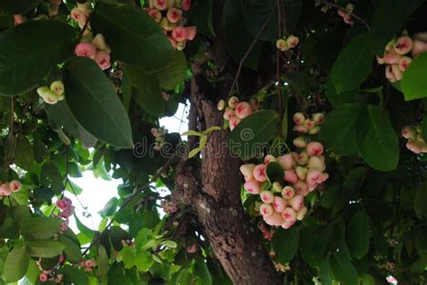 Rose apple stock photo. Image of green, background, food - 57869014