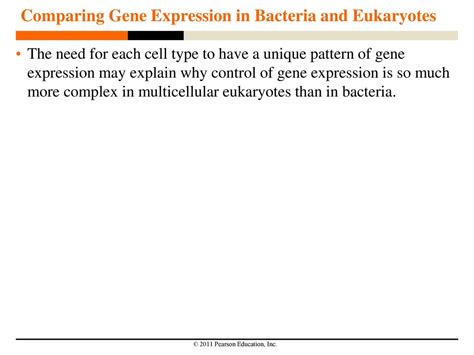 Control Of Gene Expression In Eukaryotes Ppt Download