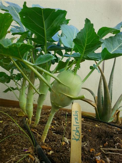 KOHLRABI || Each plant produces one thickened kohlrabi stem (resembling an above-ground turnip ...