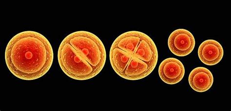 Alasan Pembelahan Meiosis Sangat Vital Dalam Siklus Hidup Organisme