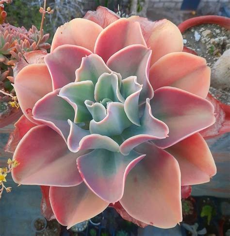 Echeveria Gibbiflora