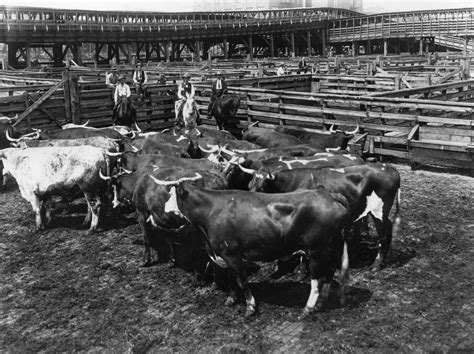 Cattle Rustling Cowboys Montana History Western Heritage Wild West ...