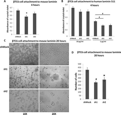 Zbed6 Knockdown Decreases βtc6 Cell Adhesion To Laminin A Shmock