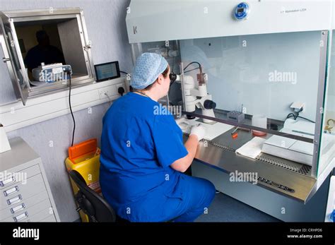 Sperm Fertilizing Egg Hi Res Stock Photography And Images Alamy