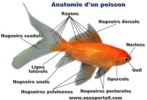 Poisson D Finition Et Explications