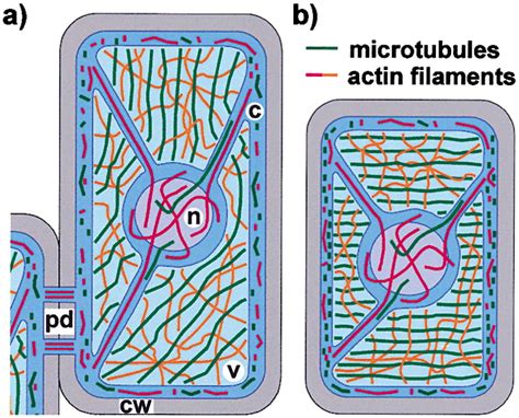 The Plant Cytoskeleton Cell