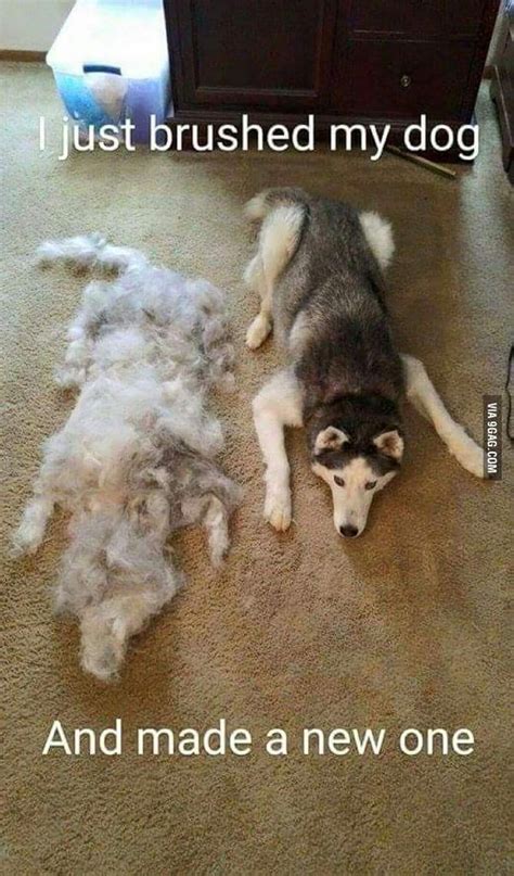 20 Pictures People With Heavy Shedding Dogs Know All Too Well Bark Post