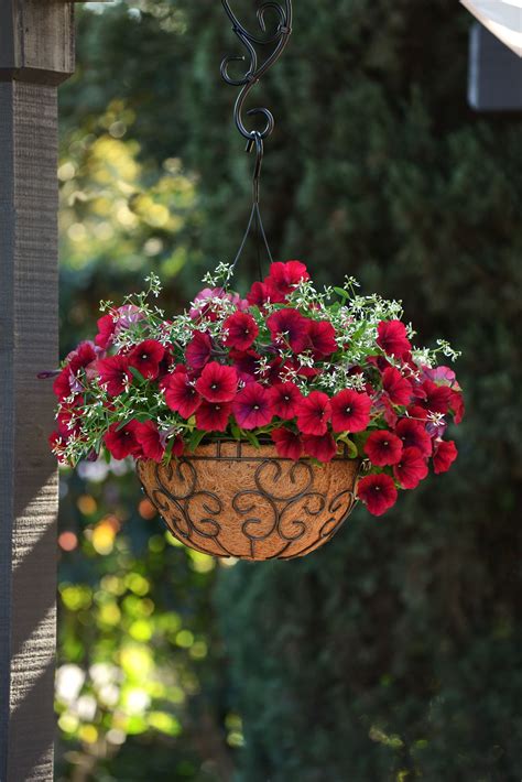 Unbelievable Wave Petunia Baskets Low Sun Hanging Plants